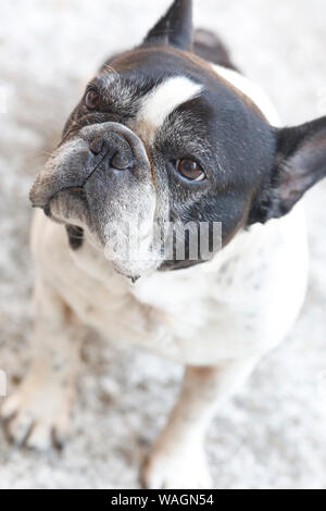 Carino bulldog francese con espressione annoiata Foto Stock