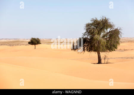 La cannella Deserto Deserto tra Mahout e Duqm, Oman Foto Stock