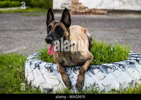 Ritratto di adulto pastore belga cane giace sull'erba e poggia su un giorno d'estate. La formazione e la formazione concept Foto Stock