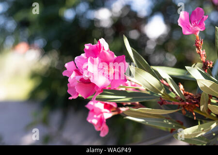 Rosa Nerium oleander fiori close-up Foto Stock