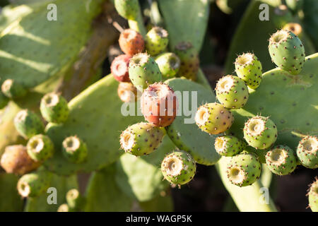 Ficodindia cactus (Opuntia) pieno di frutti nelle diverse fasi Foto Stock