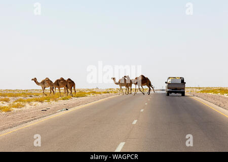 Allevamento di cammelli selvatici è attraversando la strada nei pressi di Khaluf, Oman Foto Stock