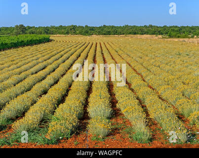 Campo di immortelle vicino a Oklaj in Croazia Foto Stock