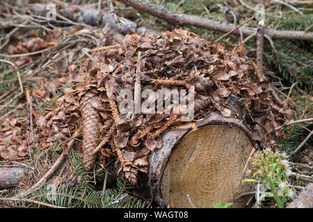 Eichhörnchen hat Fichtenzapfen, Zapfen abgenagt und die Samen gefressen, typische Fraßspur, Frass-Spur, Sciurus vulgaris, scoiattolo rosso, lo scoiattolo, il cono Foto Stock