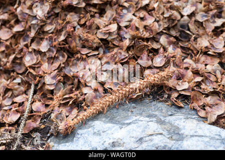 Eichhörnchen hat Fichtenzapfen, Zapfen abgenagt und die Samen gefressen, typische Fraßspur, Frass-Spur, Sciurus vulgaris, scoiattolo rosso, lo scoiattolo, il cono Foto Stock