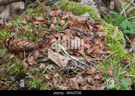 Eichhörnchen hat Fichtenzapfen, Zapfen abgenagt und die Samen gefressen, typische Fraßspur, Frass-Spur, Sciurus vulgaris, scoiattolo rosso, lo scoiattolo, il cono Foto Stock