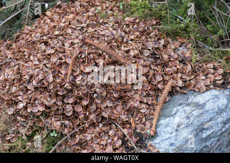 Eichhörnchen hat Fichtenzapfen, Zapfen abgenagt und die Samen gefressen, typische Fraßspur, Frass-Spur, Sciurus vulgaris, scoiattolo rosso, lo scoiattolo, il cono Foto Stock