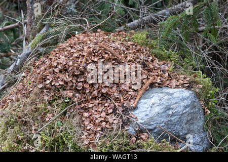 Eichhörnchen hat Fichtenzapfen, Zapfen abgenagt und die Samen gefressen, typische Fraßspur, Frass-Spur, Sciurus vulgaris, scoiattolo rosso, lo scoiattolo, il cono Foto Stock