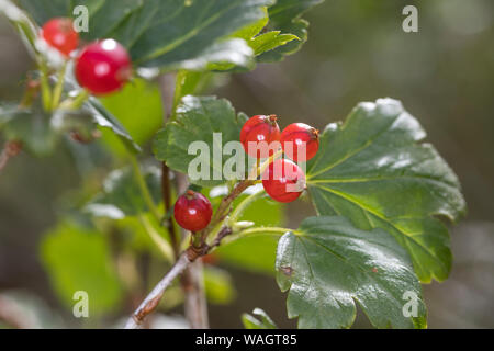 Alpen-Johannisbeere, Alpenjohannisbeere, Johannisbeere, Früchte, Ribes alpinum, ribes alpino, Mountain ribes, Groseillier des Alpes Foto Stock