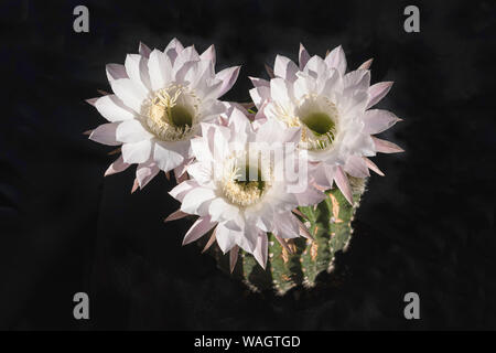 Tre bianchi e la notte rosa in fiore fiori di cactus su uno sfondo nero che mostra una parte della pianta di brutto Foto Stock