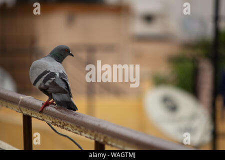 Pigeon su parapetto in background urbano Foto Stock