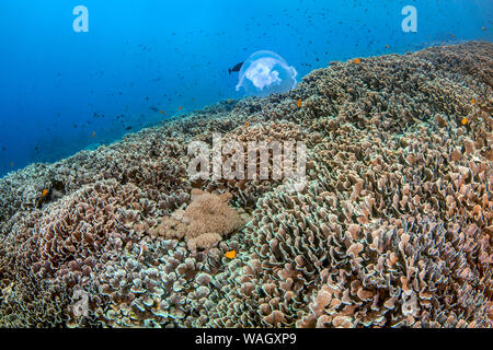 Luna jelly fish sorge su una scogliera di montagna di coralli di cavolo (Turbinaria sp.). Nusa Lembongan, Indonesia. 2016 Foto Stock