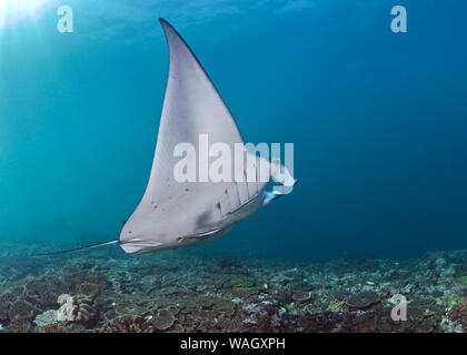 Oceanic manta ray (Manta birostris) le crociere oltre le barriere coralline a Manta Bay di Nusa Penida, una piccola isola vicino a Bali, Indonesia. Foto Stock