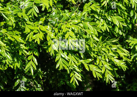 Foglie verdi di buxus sempervirens, la casella comune, europea box, o legno di bosso Foto Stock