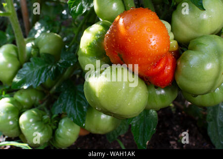 Vigna della pianta di pomodoro con molti grandi pomodori maturazione ortaggi in giardino vicino fino Foto Stock