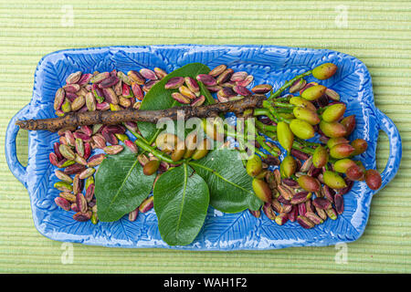 Verde smeraldo di pistacchi noci e pistacchi ramo di albero da Bronte, situato sulle pendici del Mt. Etna, Sicilia, Italia, prodotti regionali Foto Stock