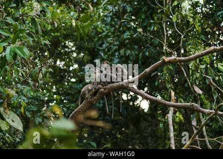 4 scimmie seduto su albero in Borneo jungle wildlife Foto Stock
