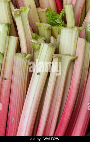 Appena tagliato il rabarbaro su un mercato degli agricoltori di frutta e verdura in stallo un marketplace. Foto Stock