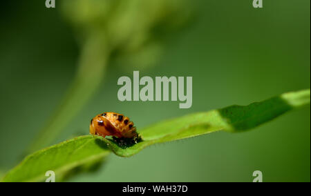 La larva di una coccinella si siede su una lama di erba contro uno sfondo verde Foto Stock