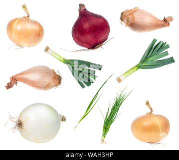 Set di vari cipolle tagliate fuori su sfondo bianco Foto Stock