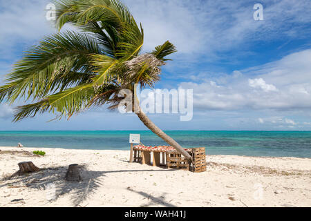 New Scenic 5 posti spiaggia di Turks e Caicos, con singolo Palm tree soffiando nel vento. Conchs sul display in vendita. Foto Stock