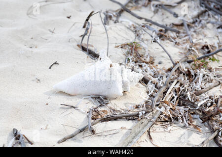 Conch shell nel suo stato naturale sulla spiaggia di Turks e Caicos. Foto Stock