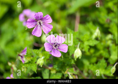 Una rosa di geranio Penny Foto Stock
