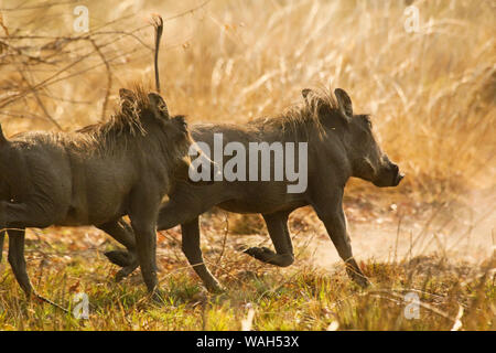 Warthog comune (Phacochoerus africanus) in Busanga Plains. Parco Nazionale di Kafue. Zambia Foto Stock