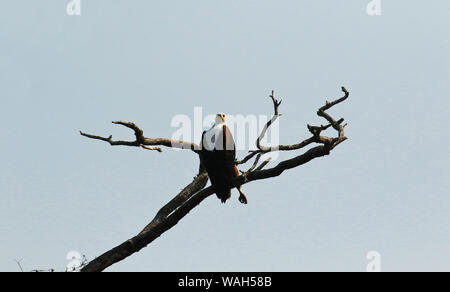 African fish eagle (Haliaeetus vocifer), Busanga Plains. Parco Nazionale di Kafue. Zambia Foto Stock