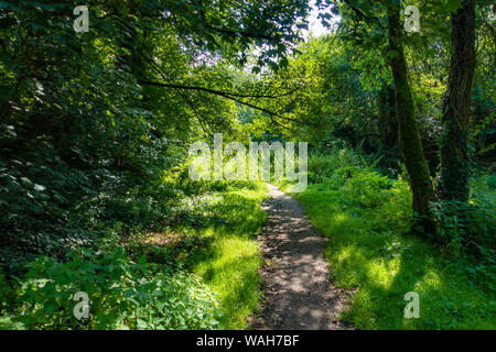 Path through an English wood in summer Foto Stock