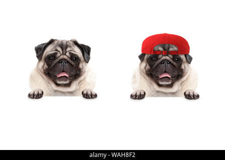 Frolic sorridente pug cucciolo di cane che indossa cappuccio rosso hat, con zampe su banner bianco, isolato Foto Stock