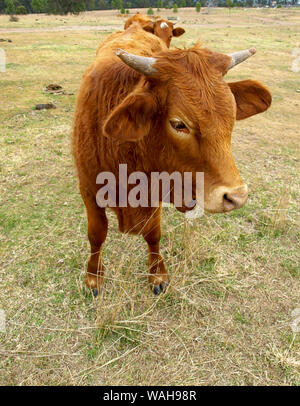 Brown mucca con le corna closeup Foto Stock