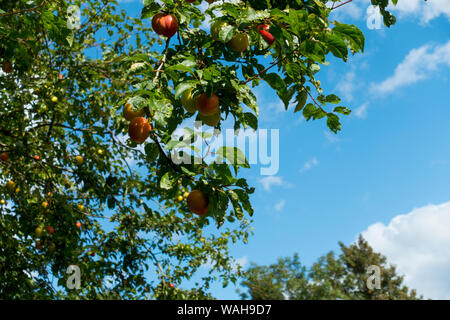 Ciliege Prugne(Prunus cerasifera) pronto per il picking, Somerset, Inghilterra, Regno Unito. Foto Stock