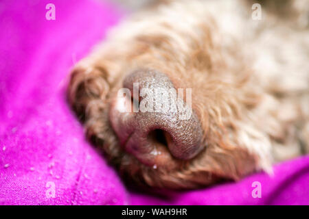 Cane bruno naso ritratto macro Lagotto Romagnolo cinquanta megapixel stampe di alta qualità Foto Stock