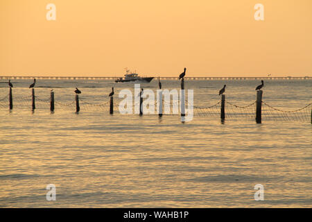 Pellicani sulla parte superiore dei montanti in Chesapeake Bay. Serata al First Landing State Park in Virginia, Stati Uniti d'America. Foto Stock