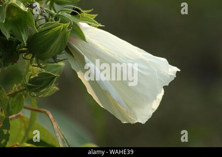 Malva Bianco fiore in fiore Foto Stock