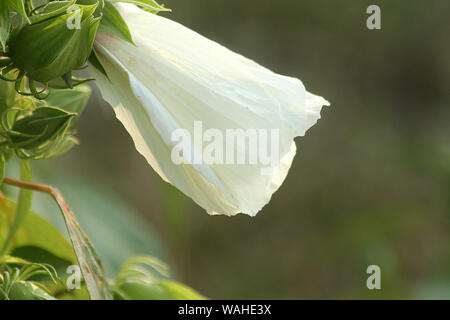 Malva Bianco fiore in fiore Foto Stock