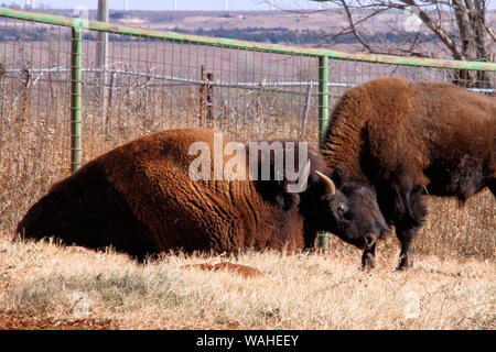 Due i bisonti a giocare nel tardo autunno al Cherokee Trading Post al di fuori del Clinton Oklahoma. Foto Stock