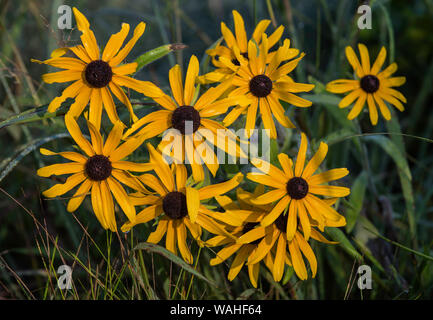 Black Eyed Susans (Rudbeckia hirta), fioritura, praterie dell Est e del Midwest degli Stati Uniti, da Bruce Montagne/Dembinsky Foto Assoc Foto Stock