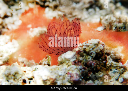 Pezzata di rosso Tubeworm a ferro di cavallo (Protula tubularia) Foto Stock