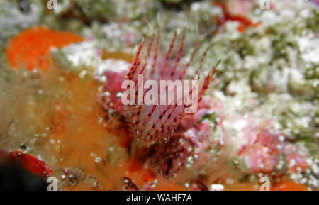 Pezzata di rosso Tubeworm a ferro di cavallo (Protula tubularia) Foto Stock