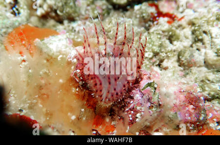 Pezzata di rosso Tubeworm a ferro di cavallo (Protula tubularia) Foto Stock