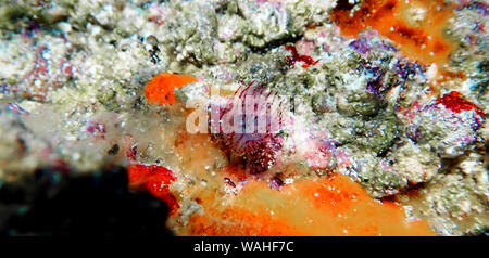 Pezzata di rosso Tubeworm a ferro di cavallo (Protula tubularia) Foto Stock