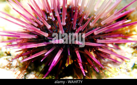 Paracentrotus lividus - Mediterraneo colorati ricci di mare in scena subacquea Foto Stock