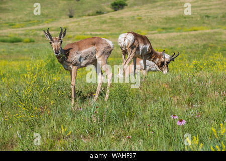 Pronghorn Antelope, praterie, estate, Custer State Park, S. Dakota, USA, da Bruce Montagne/Dembinsky Foto Assoc Foto Stock