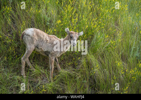 Bighorn agnelli(Ovis canadensis), Parco nazionale Badlands, Dakota del Sud, Stati Uniti d'America, da Bruce Montagne/Dembinsky Foto Assoc Foto Stock