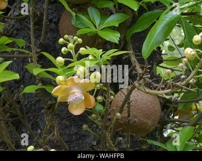 Palla di cannone alberi da frutto su un albero in Bali Foto Stock