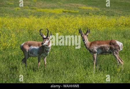 Pronghorn Antelope, praterie, estate, Custer State Park, S. Dakota, USA, da Bruce Montagne/Dembinsky Foto Assoc Foto Stock