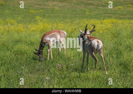Pronghorn Antelope, praterie, estate, Custer State Park, S. Dakota, USA, da Bruce Montagne/Dembinsky Foto Assoc Foto Stock