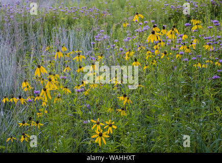 Coneflower Grayhead, a testa grigia (Coneflower Ratibida pinnata) e Wild Bergamotto (Monarda fistulosa),praterie, midwestern Stati Uniti, da Bruce Mon Foto Stock